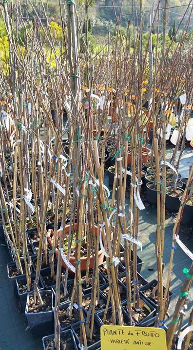 alberi da frutto del vivaio