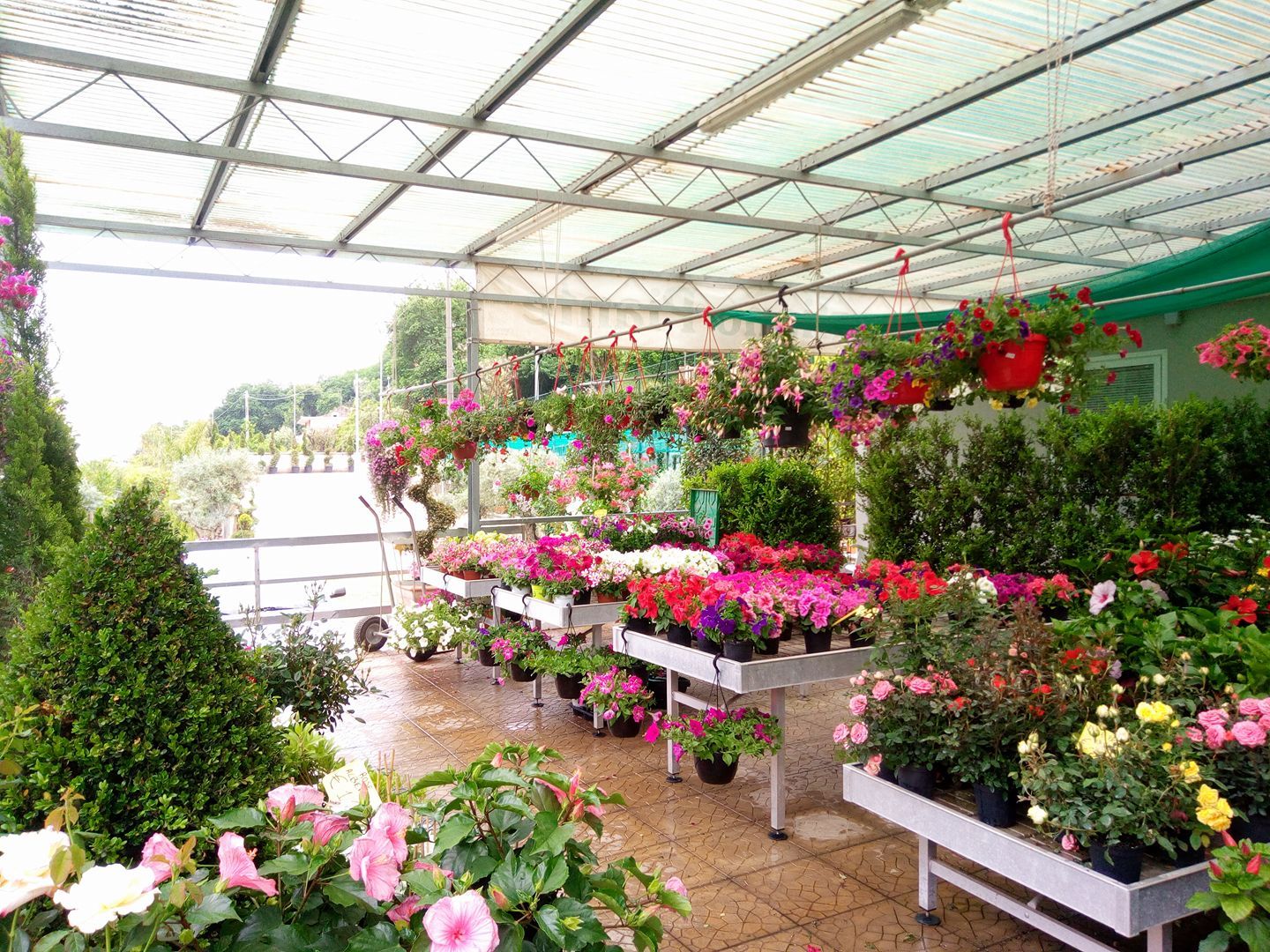 esposizione di piante e fiori