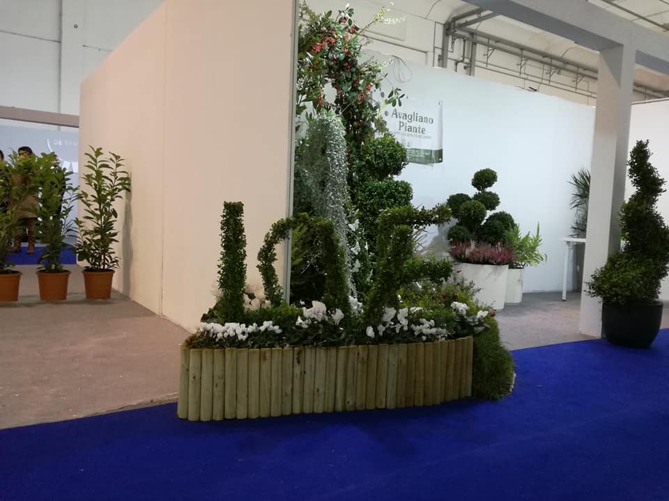 piante decorative per interni