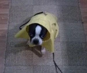 Boston Terrier wearing a yellow raincoat, sitting on a rug, looking directly at the viewer.