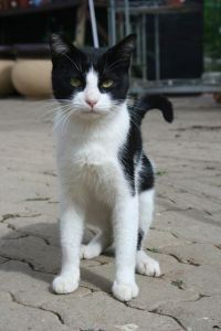 Black and white cat, sitting attentively on brick patio, looking forward.