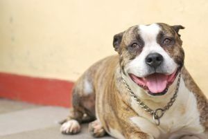 Happy brindle and white dog with a chain collar, lying down, smiling.