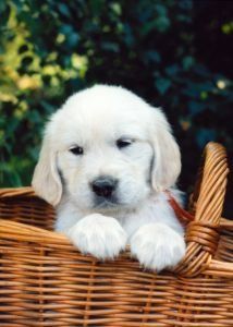Golden retriever puppy in a woven basket, light fur, pawing, soft expression, outdoor setting.