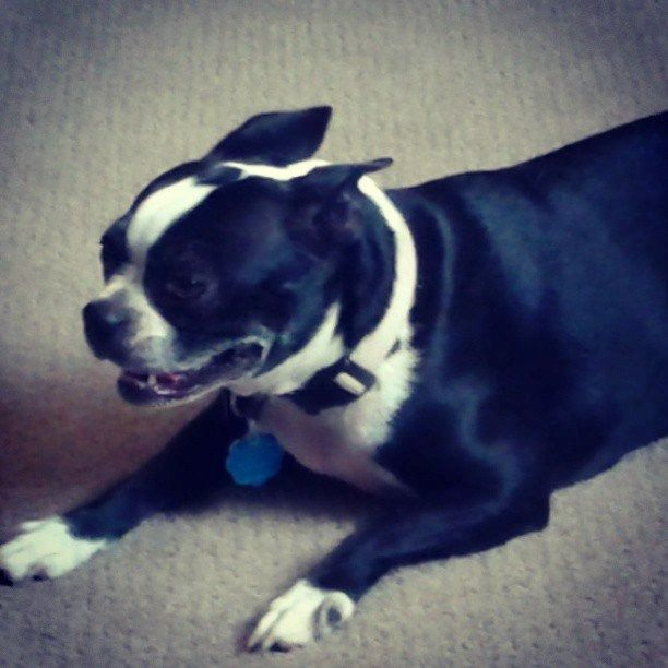 Boston Terrier dog, black and white coat, laying down, on a beige carpet.