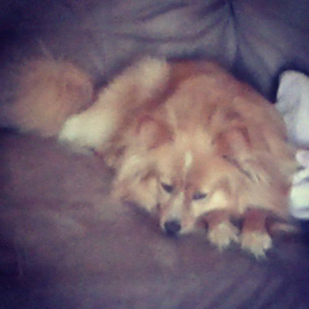 Tawny Pomeranian dog resting on a brown couch, with fluffy fur and a sleepy expression.