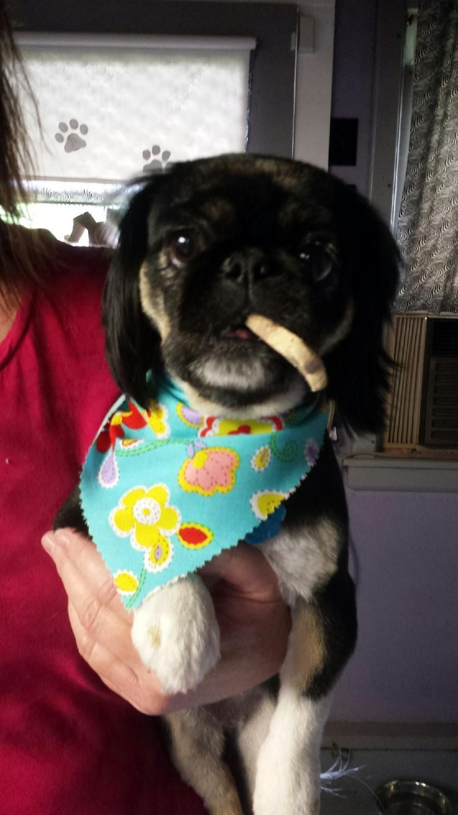 Black and tan dog wearing a bandana, holding a treat in its mouth, being held by a person.