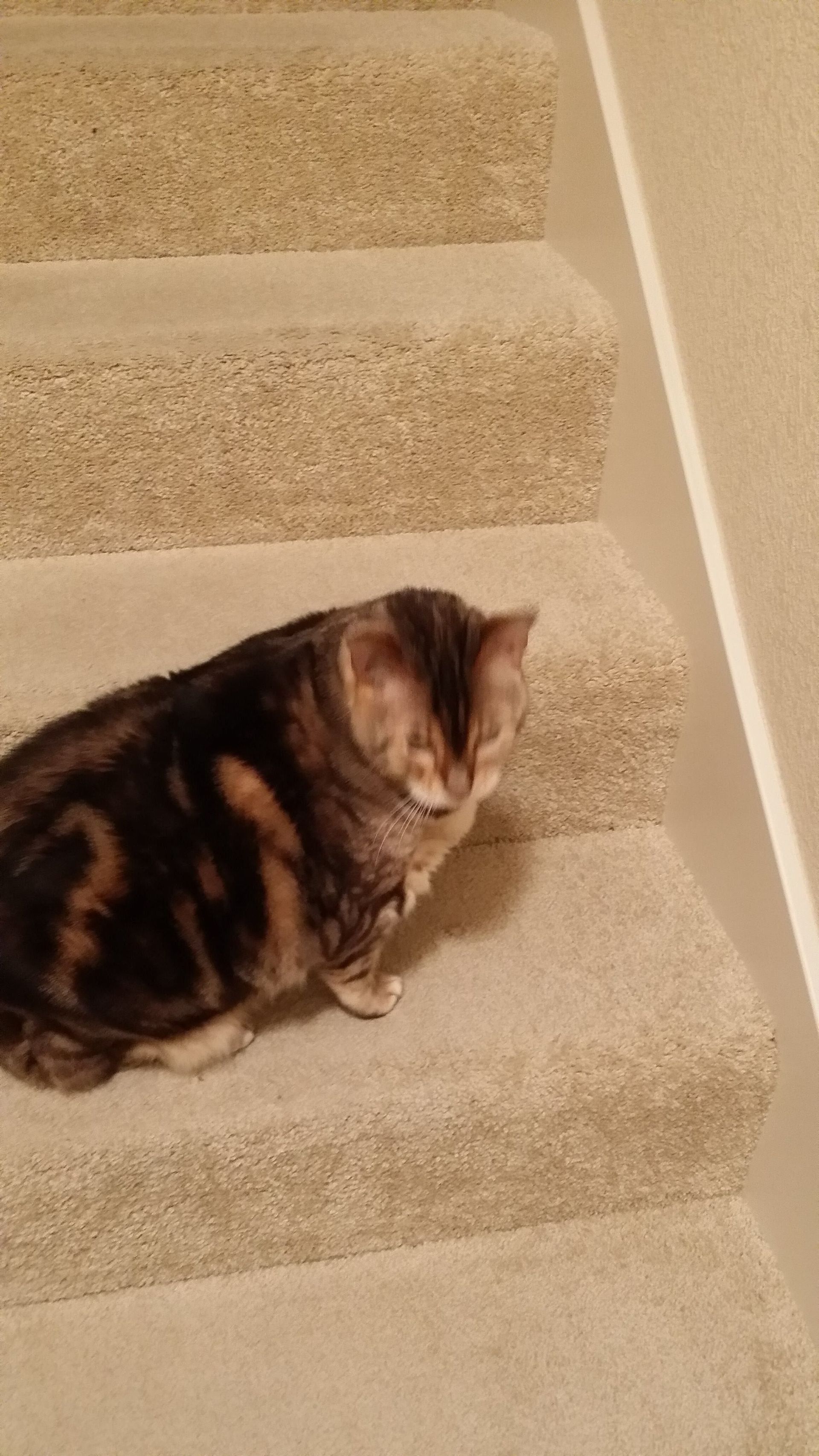 A tabby cat sits on a carpeted staircase, looking down.