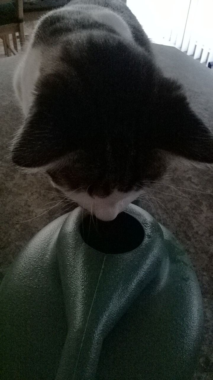 Cat drinking from a green watering can.