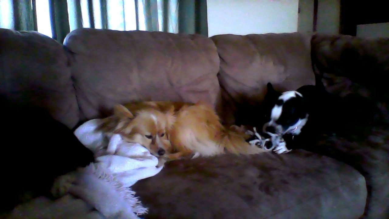 Three dogs, tan and black, and a stuffed animal on a brown couch.