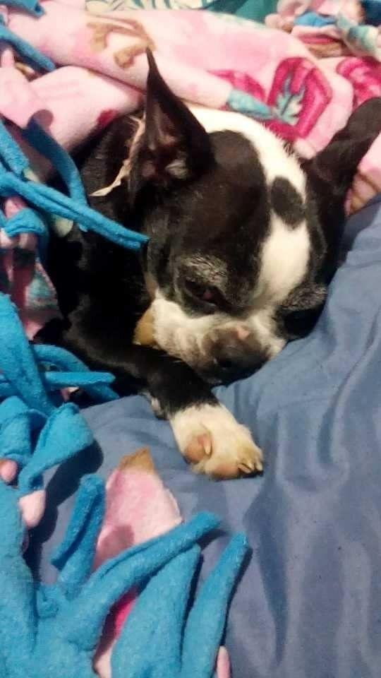 Boston Terrier dog sleeping amidst blue and pink blankets.