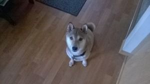 A Shiba Inu dog sitting on a wood floor, looking up with attentive eyes.