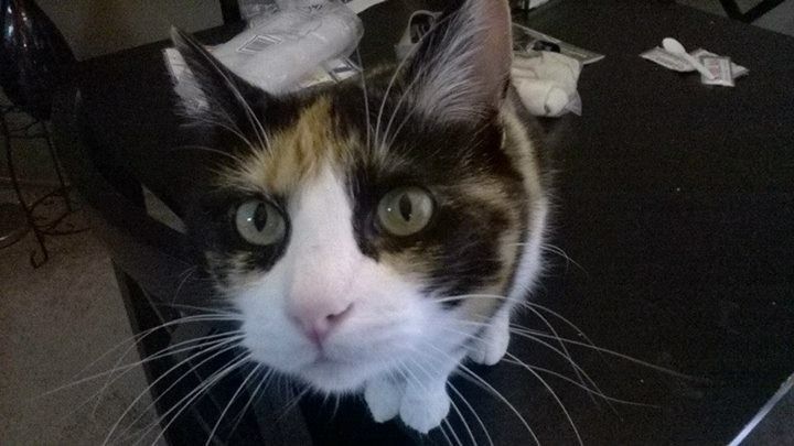 Calico cat with large green eyes looking up, white and pink nose.