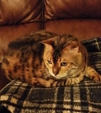 Brown and black spotted cat curled up on a plaid blanket, resting against a leather couch.