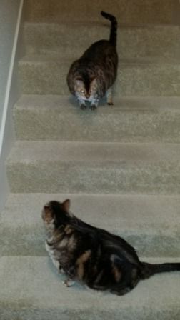 Two tabby cats on carpeted stairs; one above, one below, both facing toward the other.
