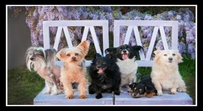 Six dogs sit on a white bench. Background is purple flowers.