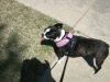 Black and white Boston Terrier on a leash, wearing a pink harness, looking up in the sun.