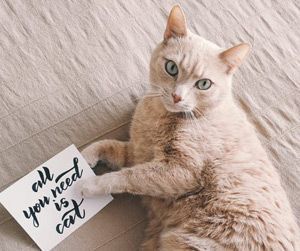 Beige cat holding sign: 