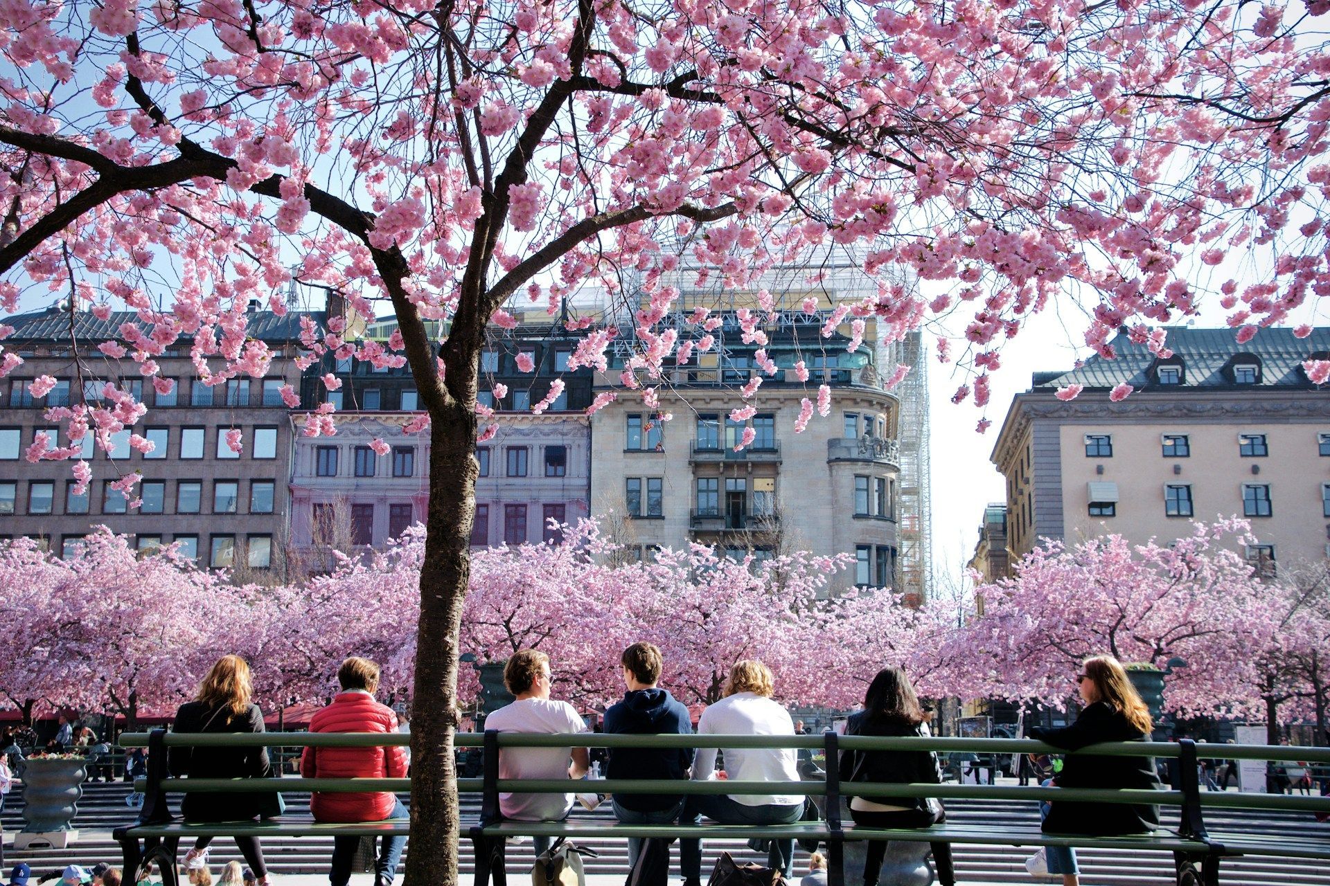 People sit on a park bench under blooming cherry blossom trees in Kungsträdgåren, Stockholm.