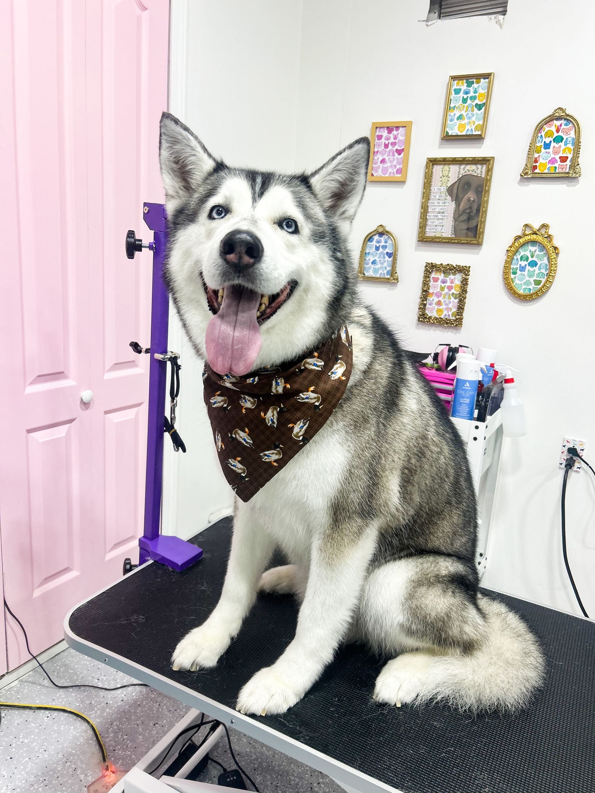 Smiling husky dog wearing a bandana, sitting on a grooming table, pink door in the background.