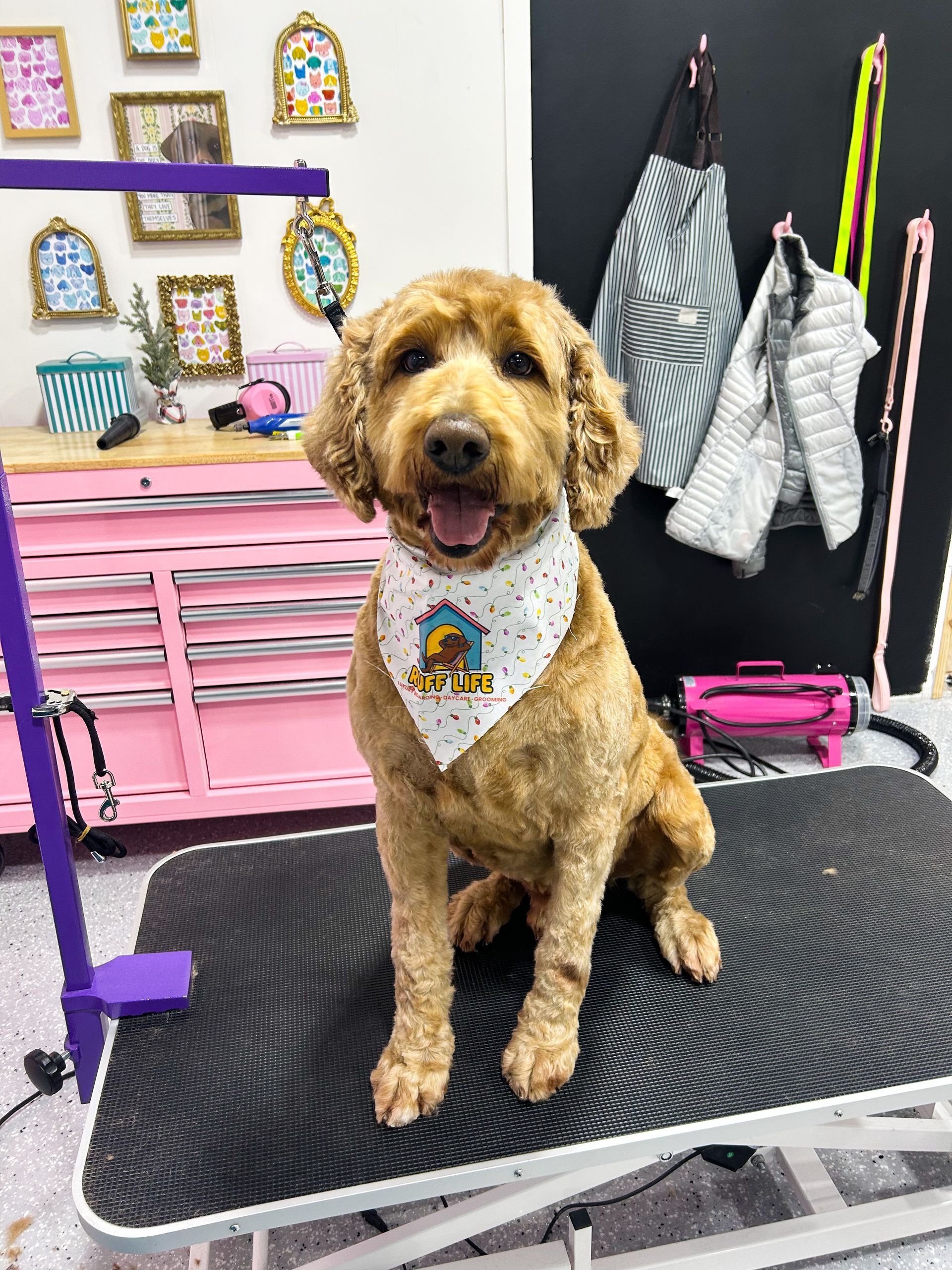 Goldendoodle dog sits on grooming table, wearing a bandana. Grooming salon setting, pink cabinet in background.