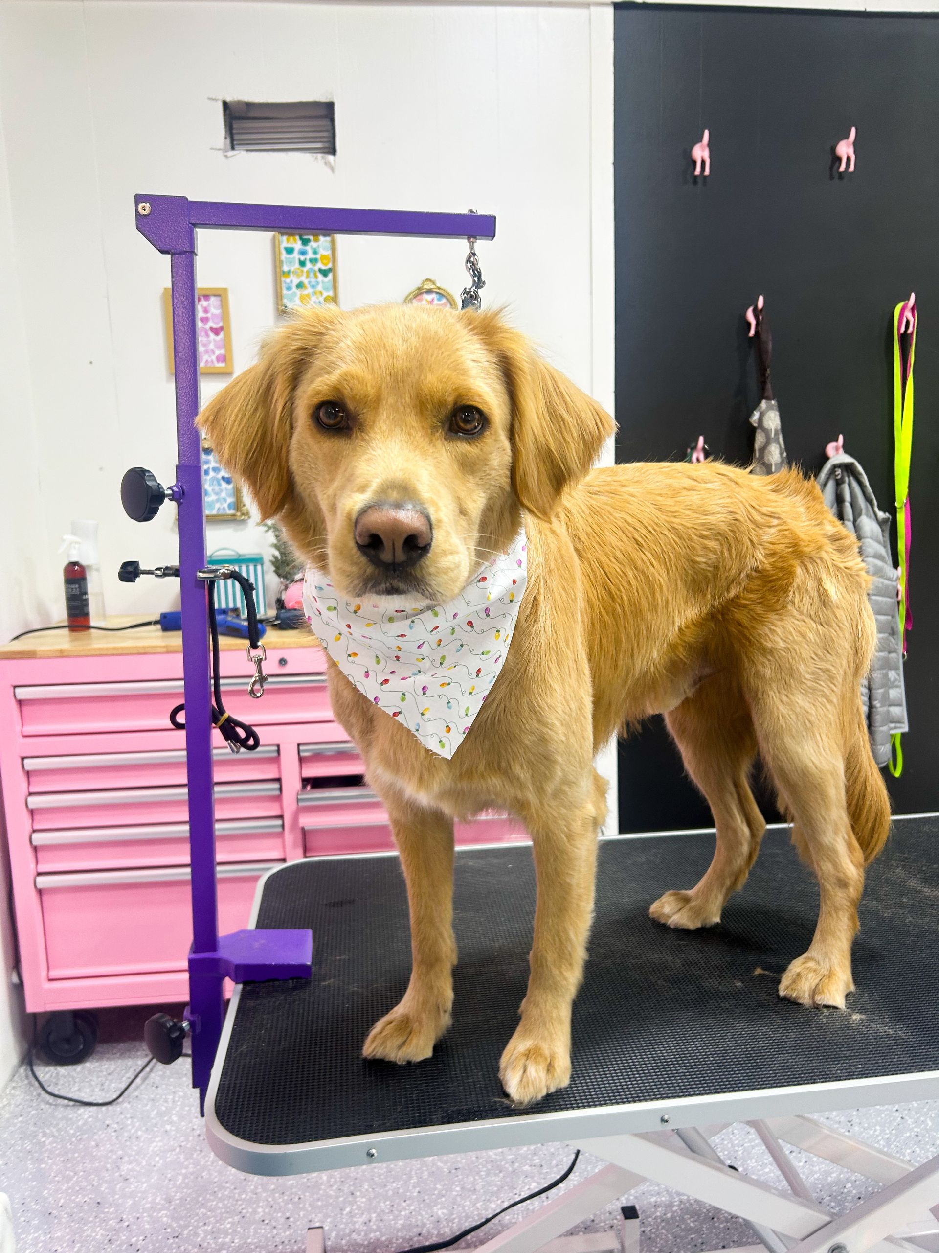 Golden dog wearing a bandana on a grooming table at a pet salon.