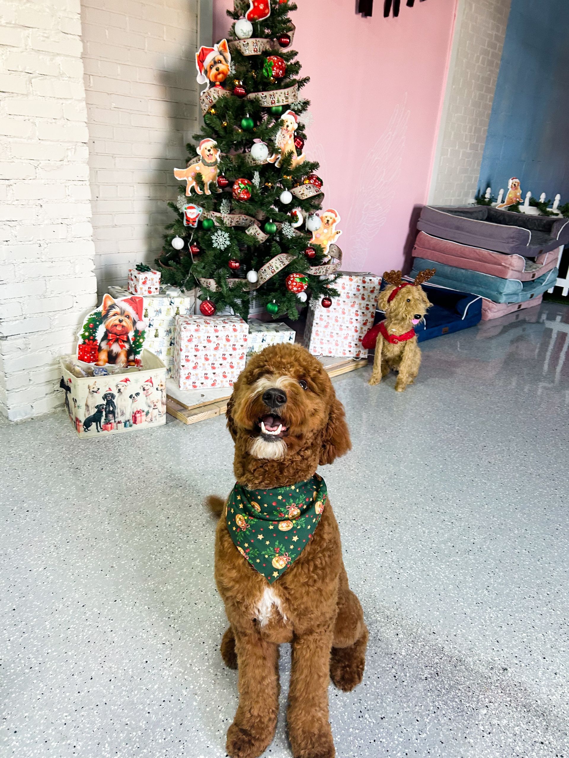 Brown dog wearing a green bandana sits in front of a Christmas tree with gifts, looking up.