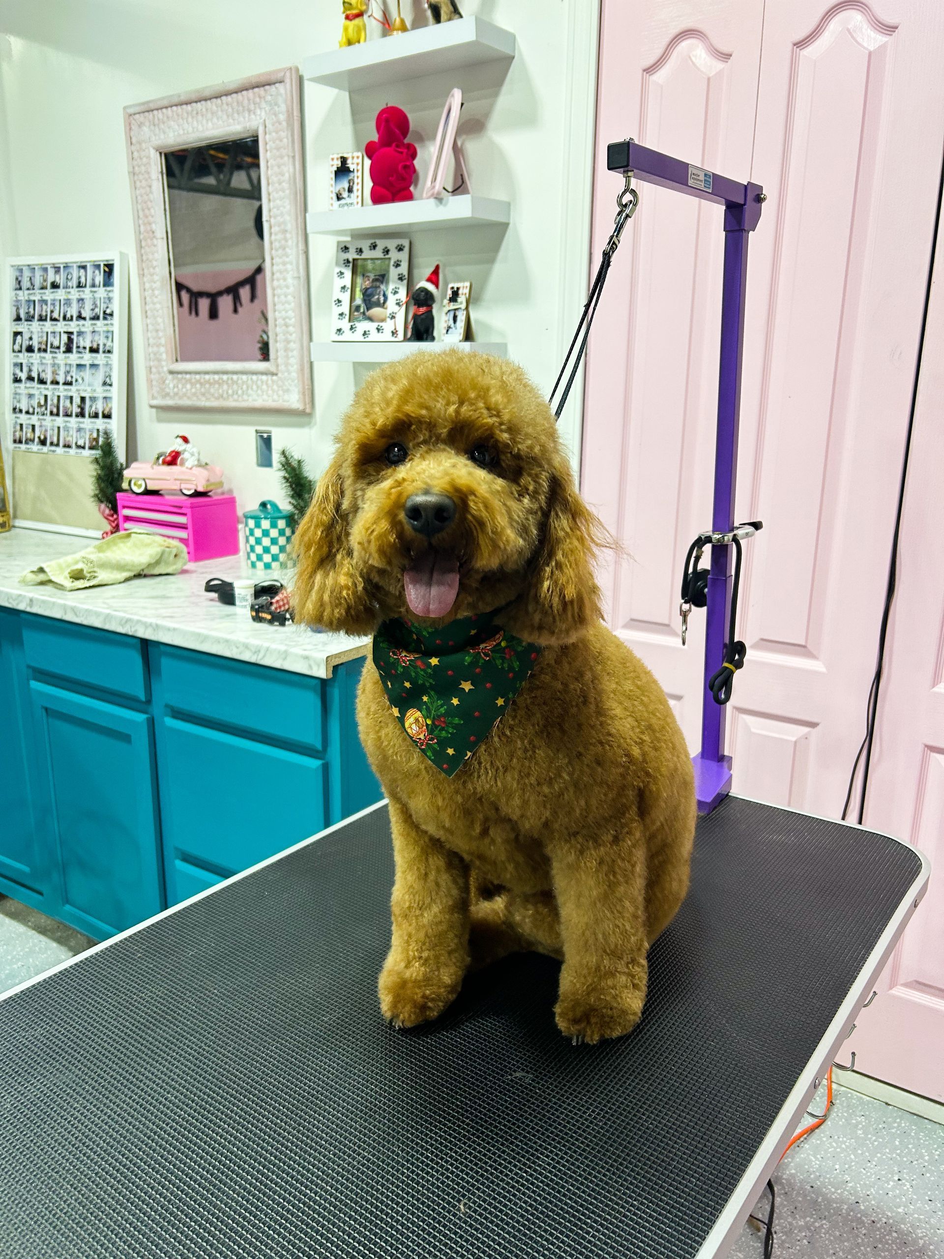 Brown poodle with a green bandana sits on a grooming table at a pet salon.