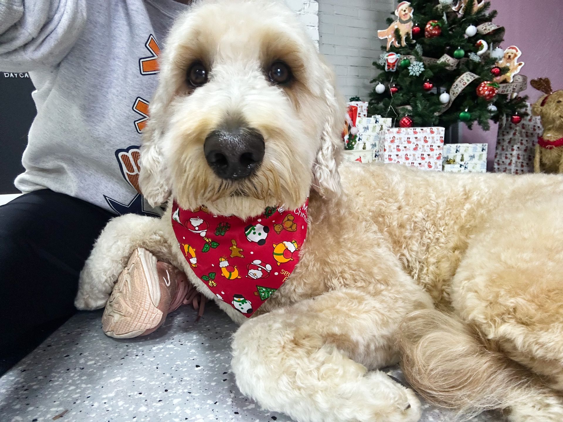 Goldendoodle wearing a Christmas bandana, lying next to a decorated Christmas tree and presents.