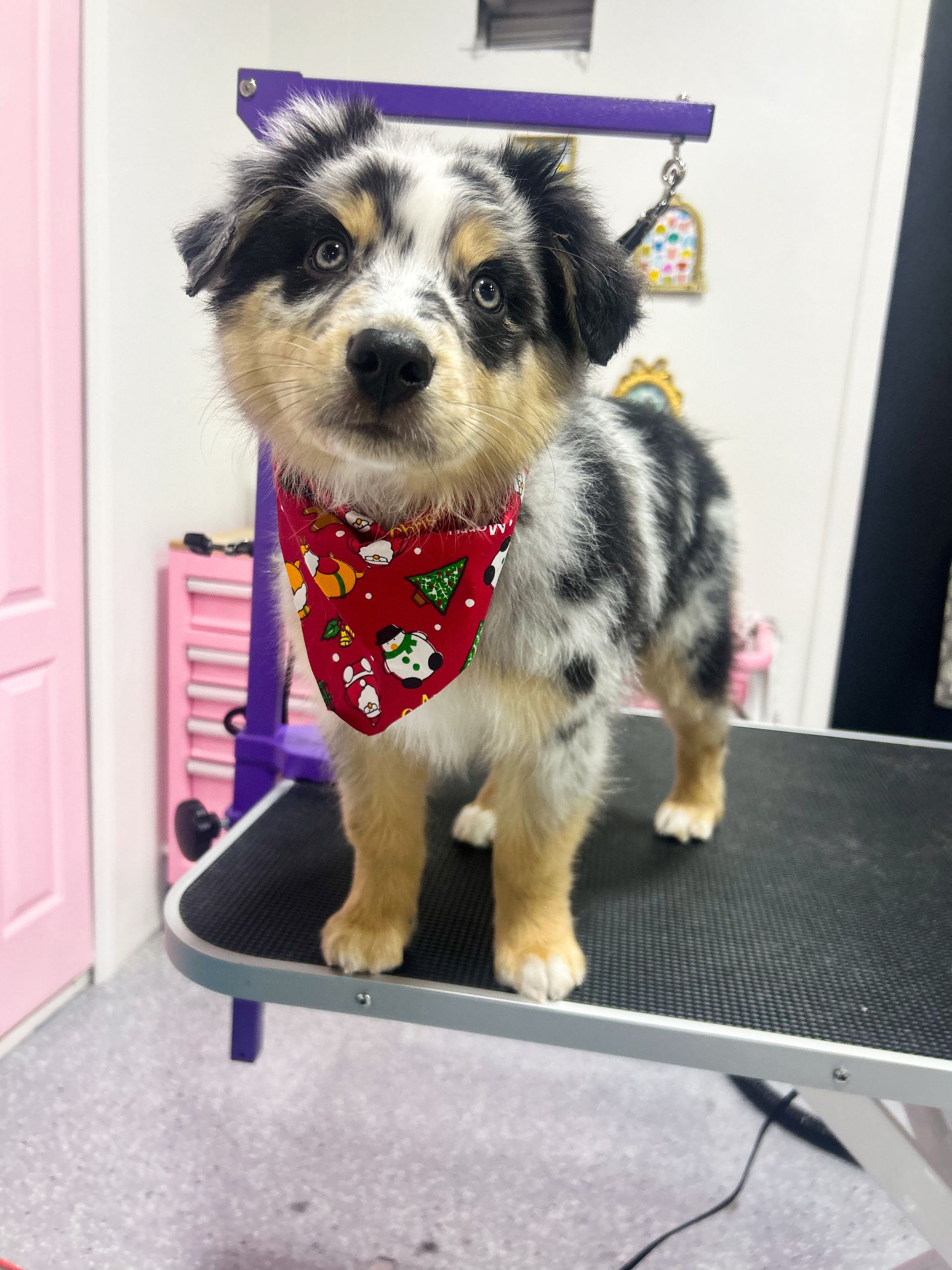Australian Shepherd puppy with a red Christmas bandana on grooming table.
