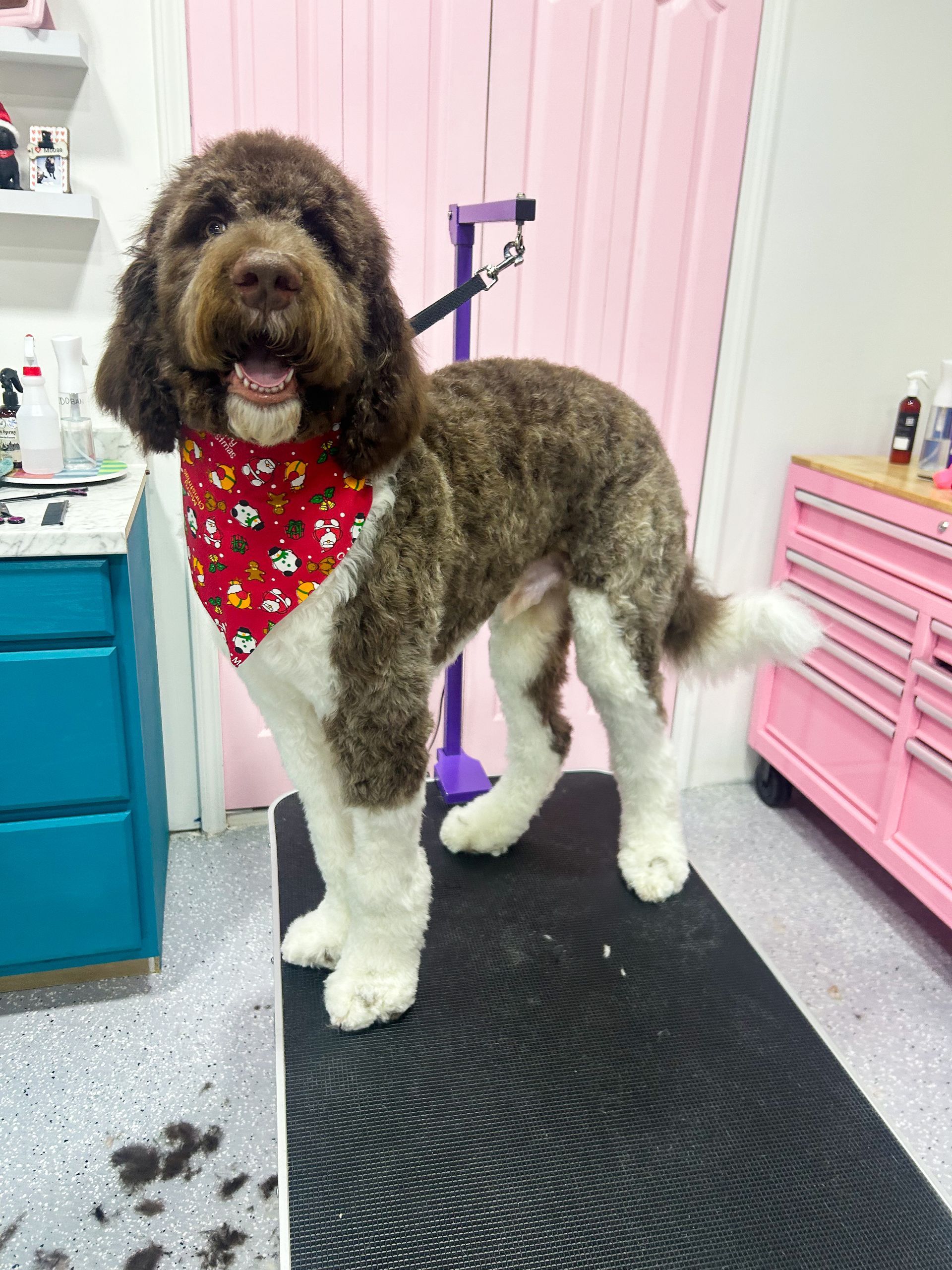 Brown and white dog with bandana on grooming table, pink and turquoise backdrop.