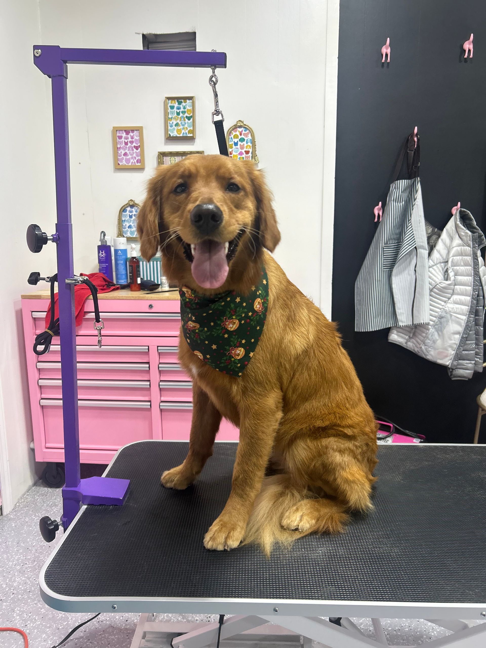 Golden retriever with bandana sits on grooming table, tongue out, in a pink-themed grooming salon.