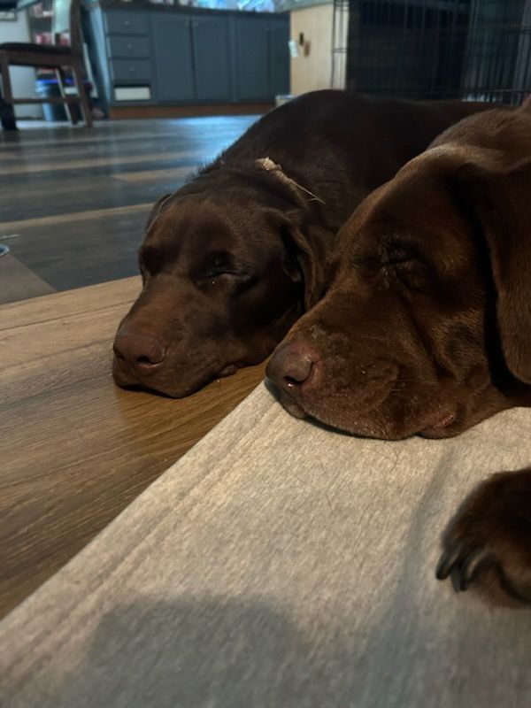 Two brown Labrador retrievers sleeping on a light gray blanket on a hardwood floor.