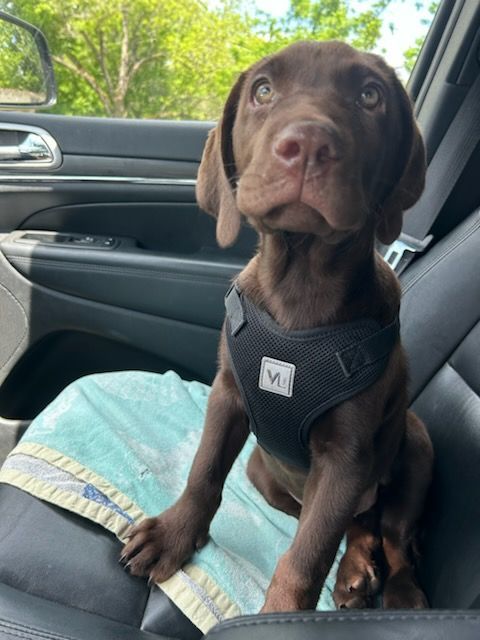Brown puppy wearing a black harness sits in a car looking up with a hopeful expression.