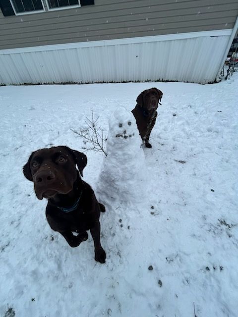 Two brown dogs flank a small snowman in a snowy yard.