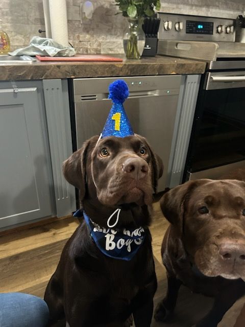 Chocolate Labrador wearing a party hat and bandana that reads 