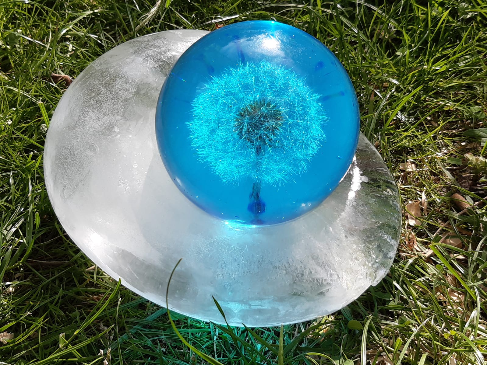 Dandelion on ice (unique)