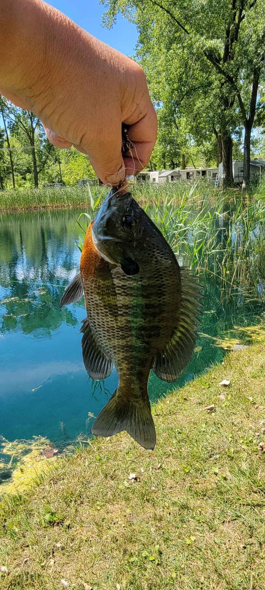 A person is holding a fish in their hand in front of a lake.