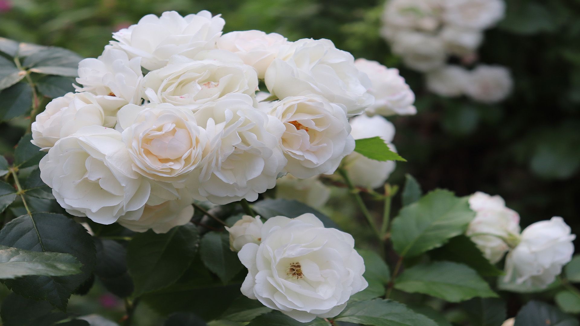a bunch of white roses are growing on a tree .