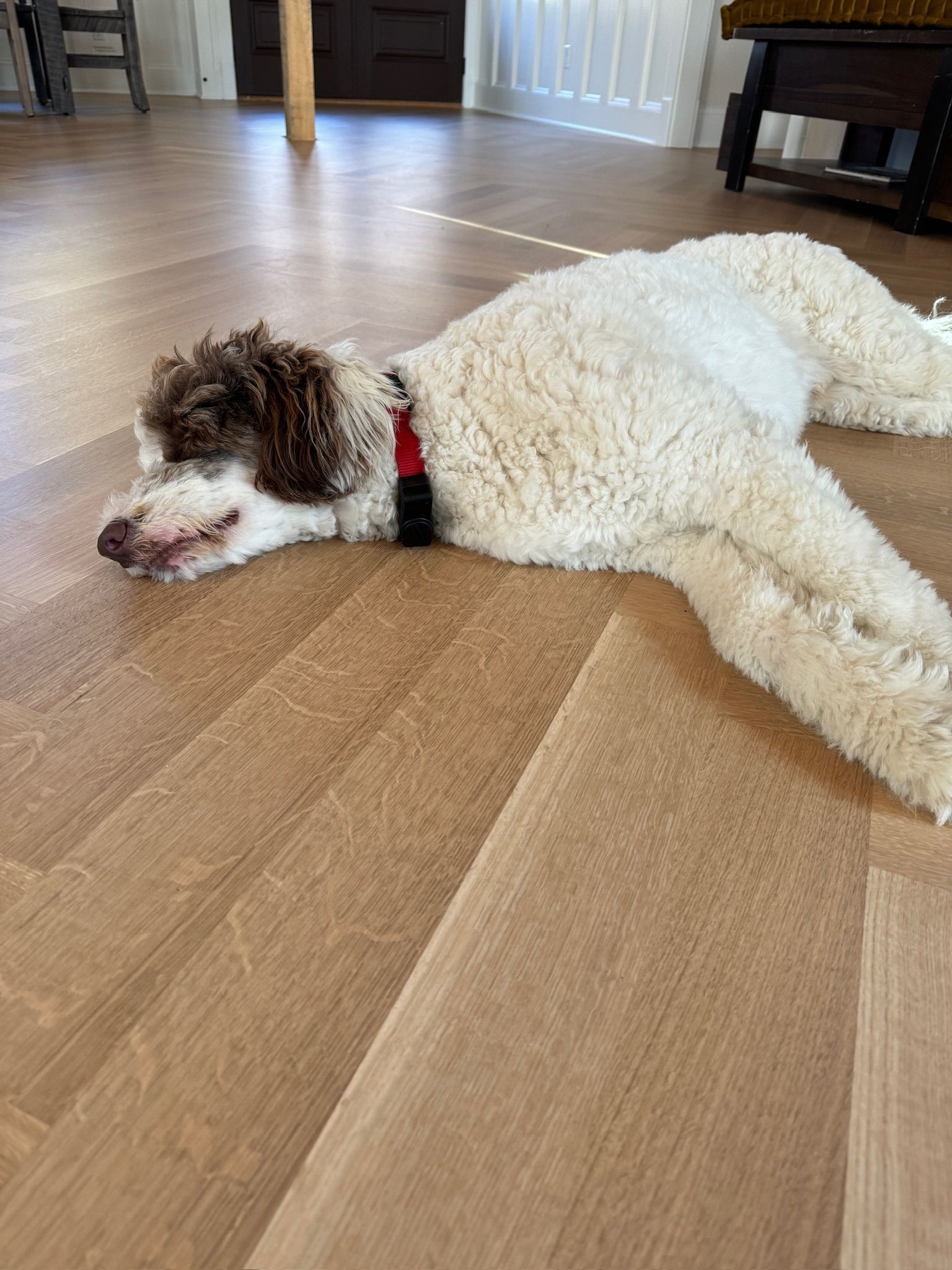 A white and brown dog is laying on a wooden floor.