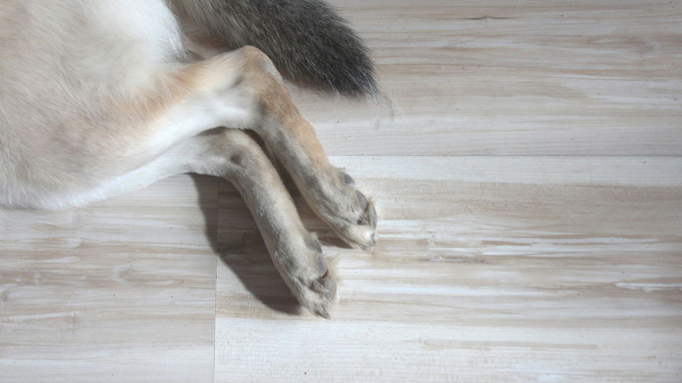 hardwood floor repair Fort Oglethorpe