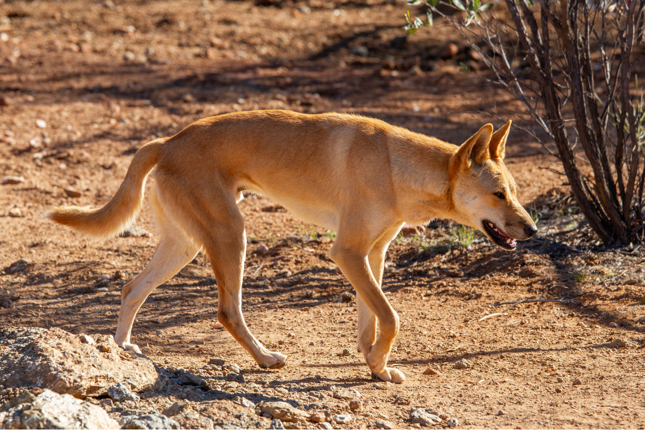 Wildlife-resistant deployment with tamper-resistant hardware