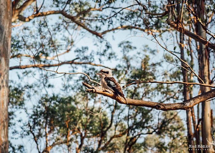 Encounter Kookaburras