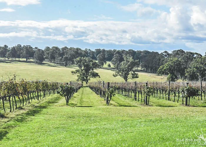Stunning landscape of the Hunter Valley