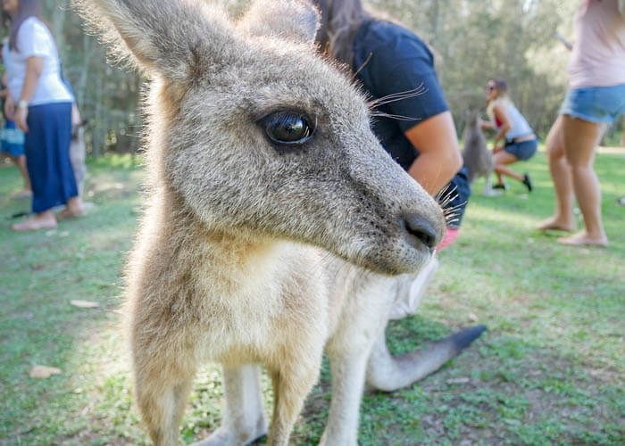 Meeting the Kangaroos