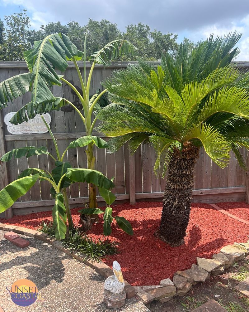 Palm trees and banana plant in a yard with red mulch and a wooden fence.