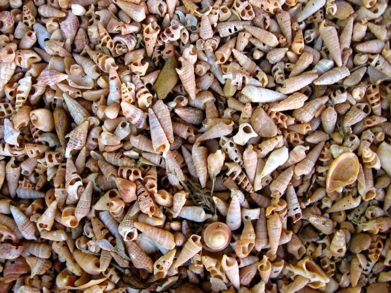 A pile of sea shells on a beach