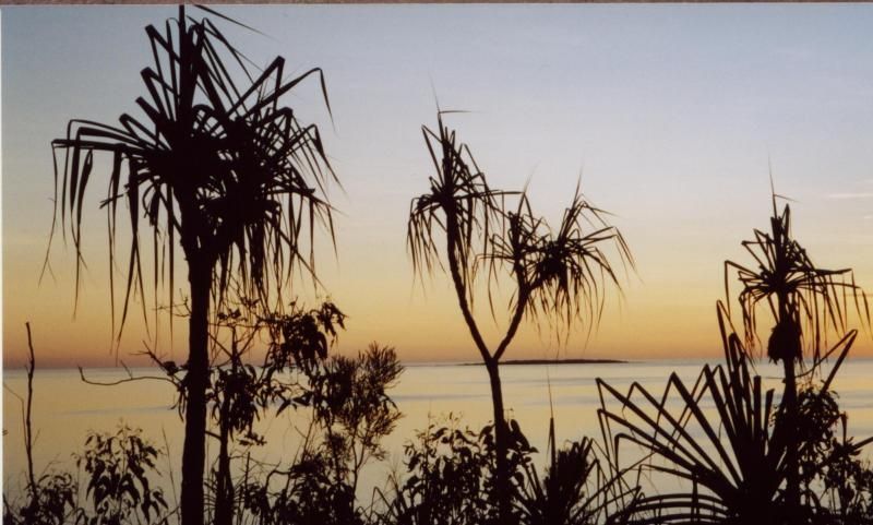 A sunset with palm trees in the foreground and the ocean in the background