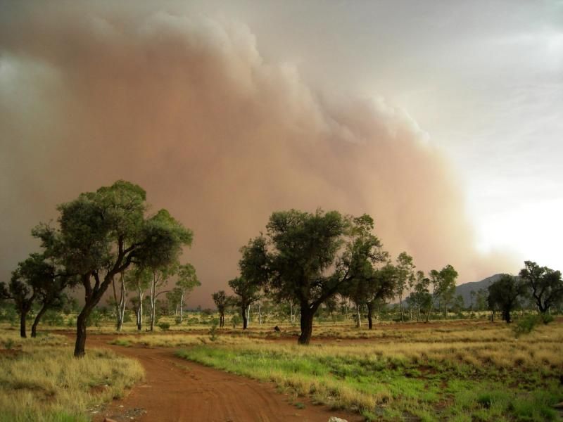 A dirt road going through a field with trees in the foreground and a large cloud of dust in the background.