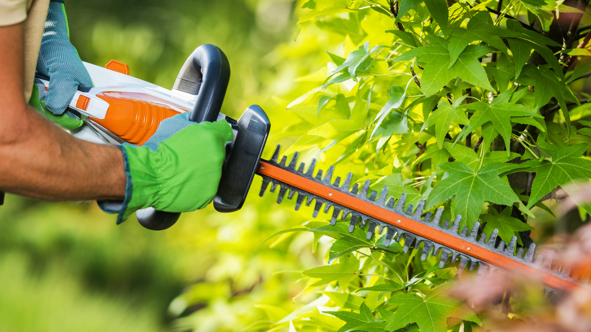 A person wearing gloves uses an orange and white power hedge trimmer to trim a green leafy hedge.