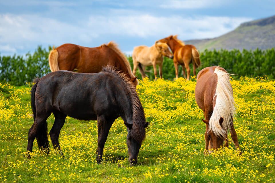 Icelandic horses